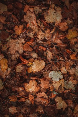 autumn leaves, autumn Wallpaper 3000x4500