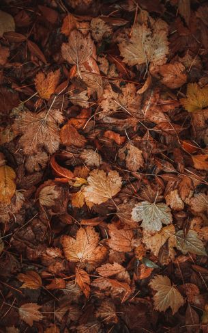 autumn leaves, autumn Wallpaper 1752x2800