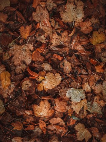 autumn leaves, autumn Wallpaper 1620x2160