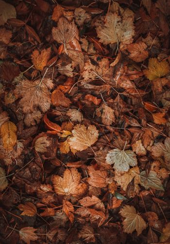 autumn leaves, autumn Wallpaper 1668x2388