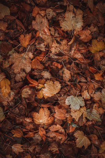 autumn leaves, autumn Wallpaper 640x960
