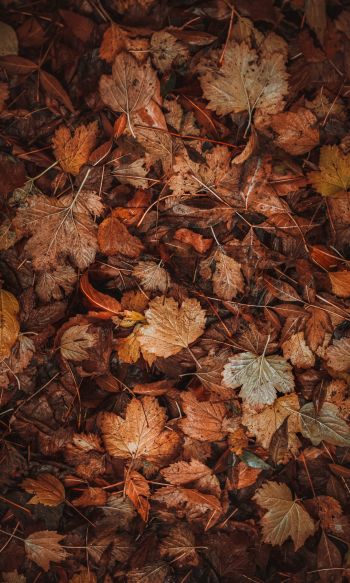 autumn leaves, autumn Wallpaper 1200x2000