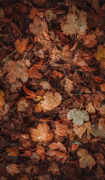 autumn leaves, autumn Wallpaper 600x1024