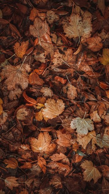 Обои 640x1136 осенние листья, осень