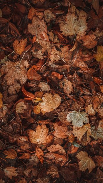 autumn leaves, autumn Wallpaper 1080x1920
