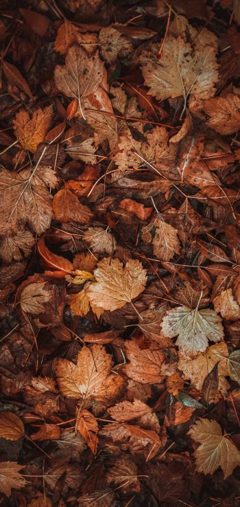 autumn leaves, autumn Wallpaper 1440x3040