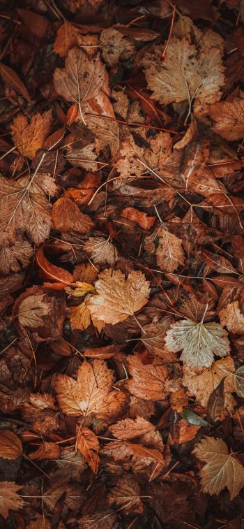 autumn leaves, autumn Wallpaper 1242x2688