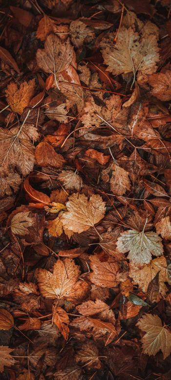 autumn leaves, autumn Wallpaper 1440x3200