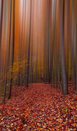 autumn, autumn leaves, red Wallpaper 600x1024