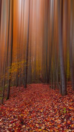 autumn, autumn leaves, red Wallpaper 640x1136