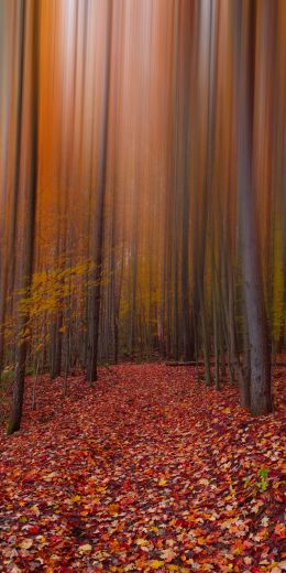 autumn, autumn leaves, red Wallpaper 720x1440