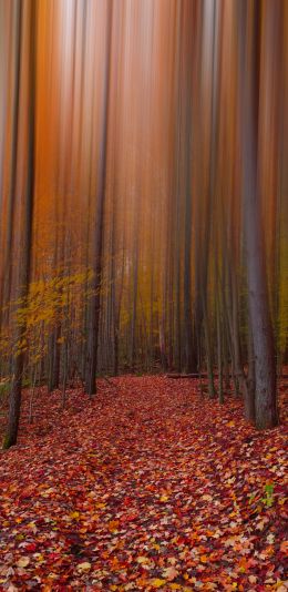 autumn, autumn leaves, red Wallpaper 1440x2960