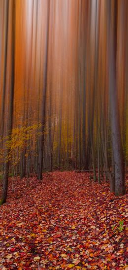 autumn, autumn leaves, red Wallpaper 1440x3040