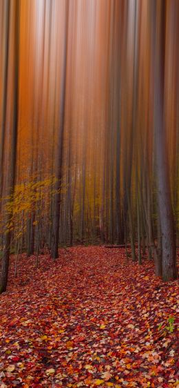 autumn, autumn leaves, red Wallpaper 1170x2532