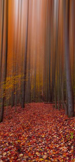 autumn, autumn leaves, red Wallpaper 1080x2340