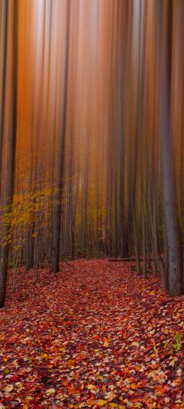 autumn, autumn leaves, red Wallpaper 1080x2400