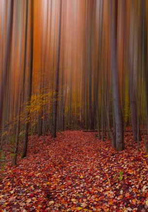 autumn, autumn leaves, red Wallpaper 1668x2388