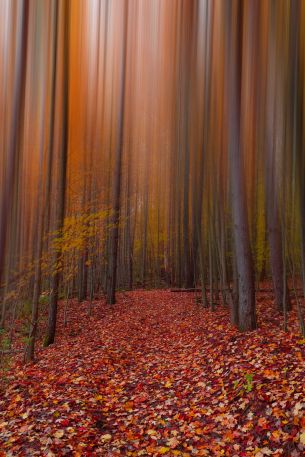 autumn, autumn leaves, red Wallpaper 640x960