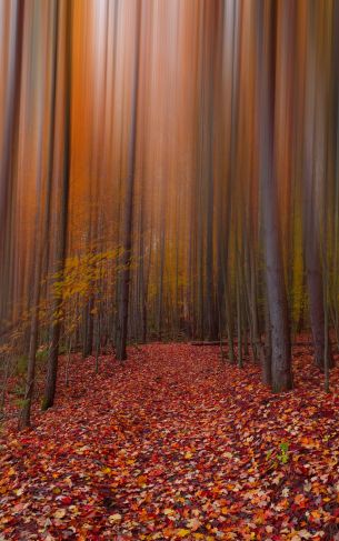 autumn, autumn leaves, red Wallpaper 1752x2800