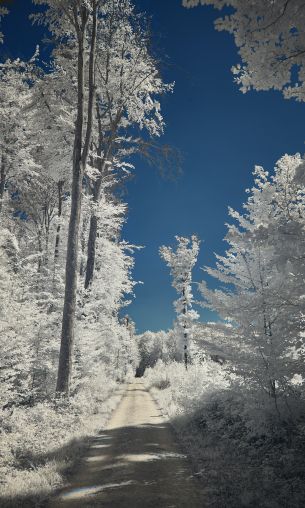 snow, winter, white Wallpaper 1200x2000