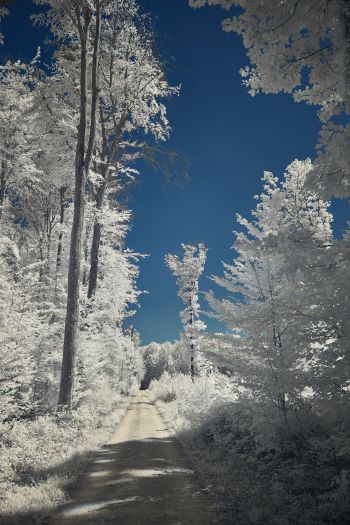 snow, winter, white Wallpaper 640x960
