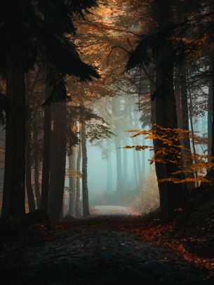 forest, path, fog Wallpaper 2048x2732