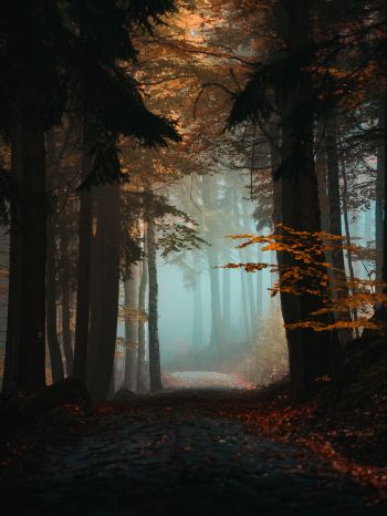 forest, path, fog Wallpaper 1668x2224