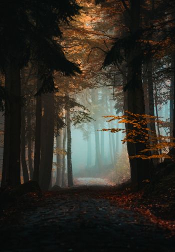 forest, path, fog Wallpaper 1640x2360