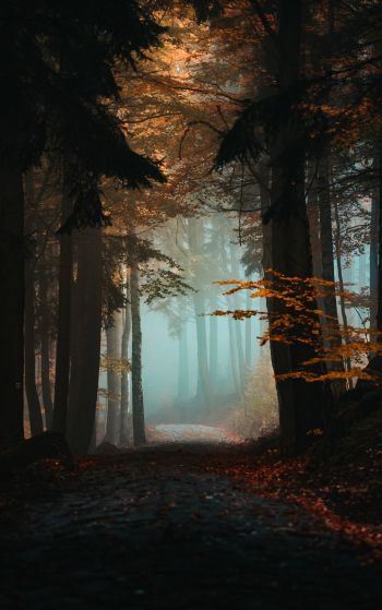 forest, path, fog Wallpaper 1752x2800
