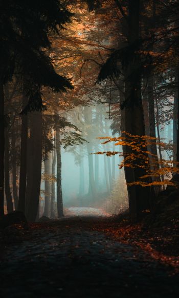 forest, path, fog Wallpaper 1200x2000