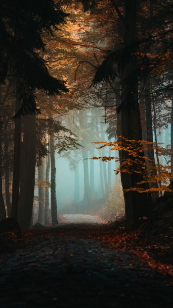 forest, path, fog Wallpaper 640x1136