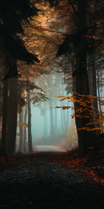 forest, path, fog Wallpaper 720x1440