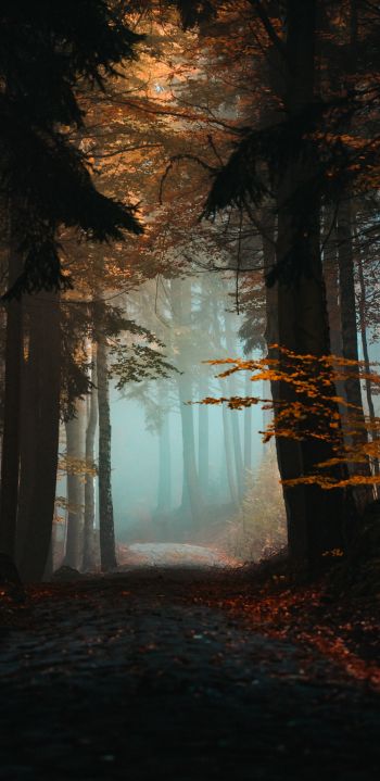 Обои 1080x2220 лес, тропинка, туман