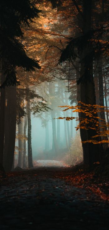 Обои 1080x2280 лес, тропинка, туман