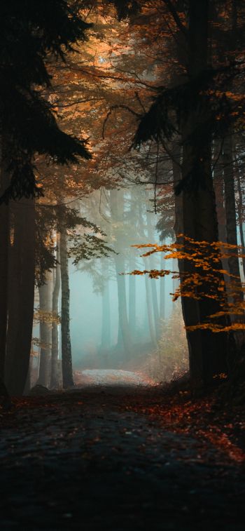 forest, path, fog Wallpaper 828x1792
