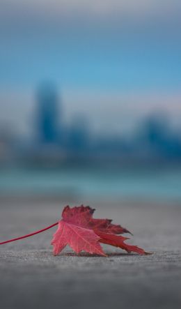 maple leaf, leaf Wallpaper 600x1024