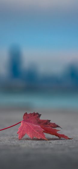 maple leaf, leaf Wallpaper 1080x2340