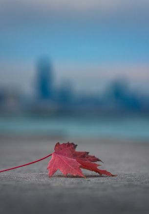 maple leaf, leaf Wallpaper 1668x2388