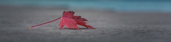 maple leaf, leaf Wallpaper 1590x400