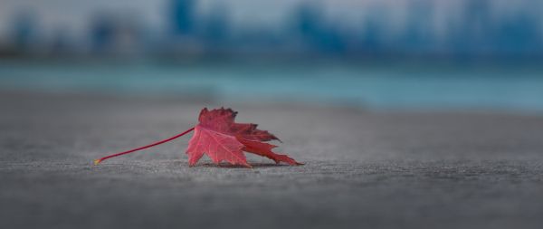 maple leaf, leaf Wallpaper 2560x1080