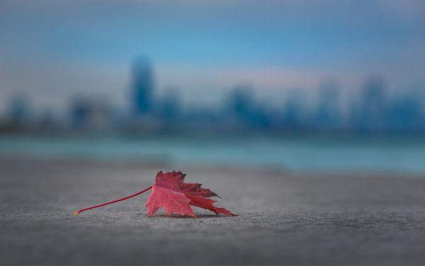 maple leaf, leaf Wallpaper 2560x1600