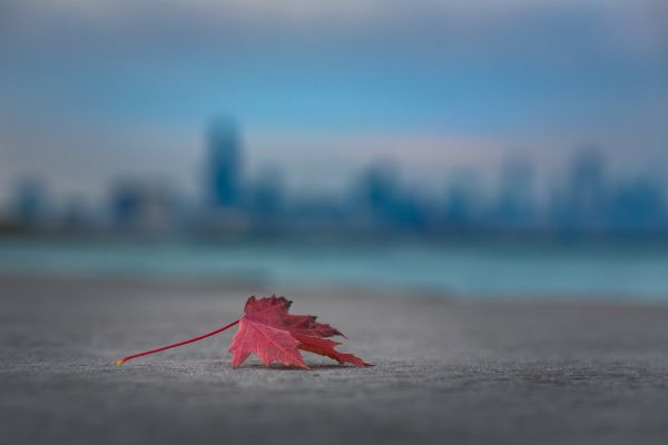 maple leaf, leaf Wallpaper 5760x3840