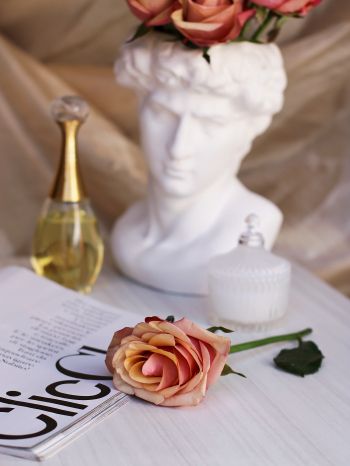 Обои 1620x2160 розовая роза, Давид, эстетика