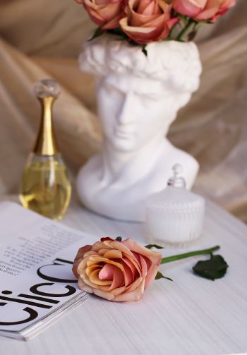 Обои 1640x2360 розовая роза, Давид, эстетика
