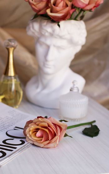 Обои 1600x2560 розовая роза, Давид, эстетика