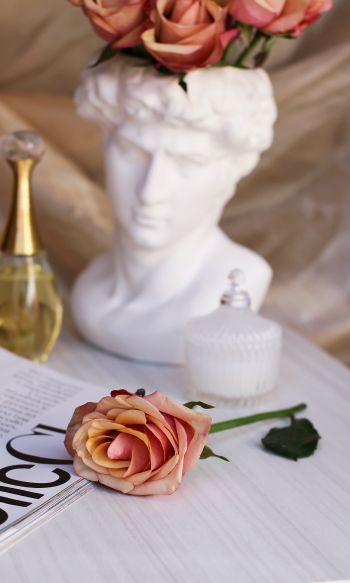 Обои 1200x2000 розовая роза, Давид, эстетика