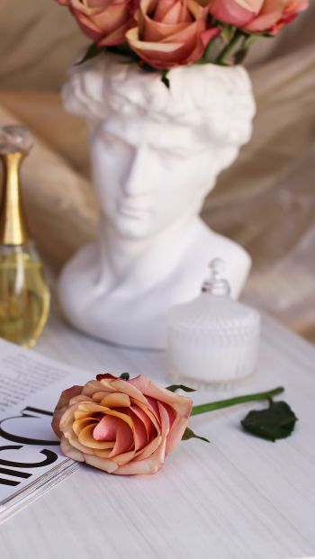 Обои 640x1136 розовая роза, Давид, эстетика