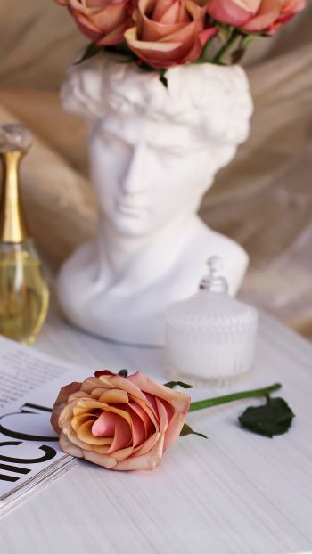 Обои 750x1334 розовая роза, Давид, эстетика