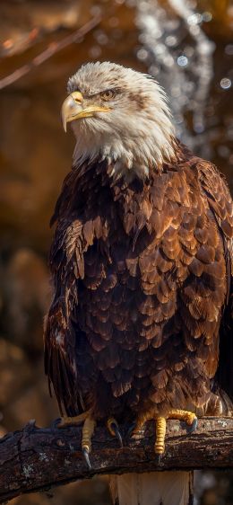 eagle, bird of prey, beak Wallpaper 1242x2688