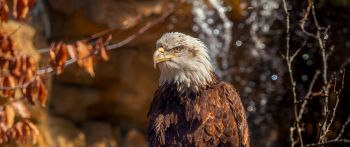 eagle, bird of prey, beak Wallpaper 2560x1080
